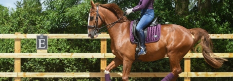 Dressage coaching with Sally Walker